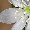 Hepatica nobilis var. obtusa, flowers
