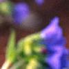 Pulmonaria 'Benediction', flowers