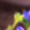 Pulmonaria 'Benediction', flowers