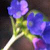Pulmonaria 'Benediction', flowers