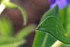 Pulmonaria 'Benediction', flowers