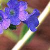 Pulmonaria 'Benediction', flowers
