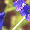Pulmonaria 'Benediction', flowers