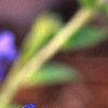 Pulmonaria 'Benediction', flowers
