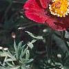 Anemone pulsatilla 'Rode Klokke', flowers
