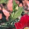 Anemone pulsatilla 'Rode Klokke', flowers