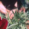 Anemone pulsatilla 'Rode Klokke', flowers