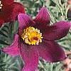 Anemone pulsatilla 'Rode Klokke', flowers