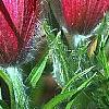 Anemone pulsatilla 'Rode Klokke', flowers