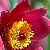 Anemone pulsatilla 'Rode Klokke', flowers
