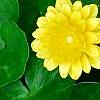 Ficaria verna 'Greencourt Gold', flowers