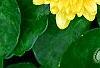Ficaria verna 'Greencourt Gold', flowers
