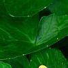 Ficaria verna 'Greencourt Gold', flowers