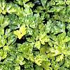 Ranunculus repens 'Buttered Popcorn', habit