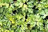 Ranunculus repens 'Buttered Popcorn', habit