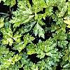Ranunculus repens 'Buttered Popcorn', habit