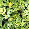 Ranunculus repens 'Buttered Popcorn', habit