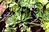 Ranunculus repens 'Buttered Popcorn', habit