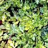 Ranunculus repens 'Buttered Popcorn', habit