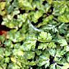 Ranunculus repens 'Buttered Popcorn', habit