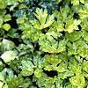 Ranunculus repens 'Buttered Popcorn', habit
