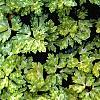 Ranunculus repens 'Buttered Popcorn', habit