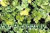 Ranunculus repens 'Buttered Popcorn', habit
