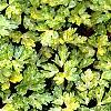 Ranunculus repens 'Buttered Popcorn', habit