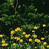 Ranunculus repens var. flore-pleno, habit