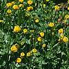 Ranunculus repens var. flore-pleno, habit