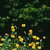 Ranunculus repens var. flore-pleno, habit