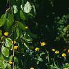 Ranunculus repens var. flore-pleno, habit
