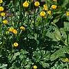 Ranunculus repens var. flore-pleno, habit
