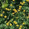 Ranunculus repens var. flore-pleno, habit