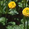 Ranunculus repens var. flore-pleno, flowers