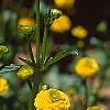 Ranunculus repens var. flore-pleno, flowers
