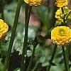 Ranunculus repens var. flore-pleno, flowers