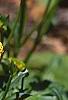 Ranunculus repens var. flore-pleno, flowers