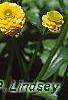 Ranunculus repens var. flore-pleno, flowers