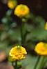 Ranunculus repens var. flore-pleno, flowers