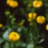 Ranunculus repens var. flore-pleno, flowers