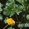 Ranunculus repens var. flore-pleno, flowers