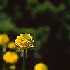 Ranunculus repens var. flore-pleno, flowers