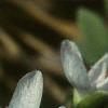 Ranunculus septentrionalis, flowers
