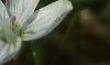 Ranunculus septentrionalis, flowers