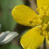 Ranunculus septentrionalis, flowers