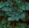 Thalictrum aquilegifolium, habit