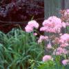 Thalictrum aquilegifolium, habit