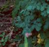 Thalictrum aquilegifolium, habit