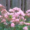 Thalictrum aquilegifolium, habit